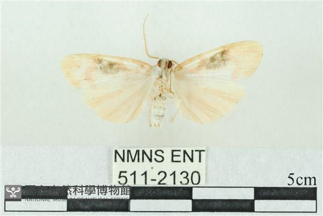 臺雪苔蛾藏品圖，第2張