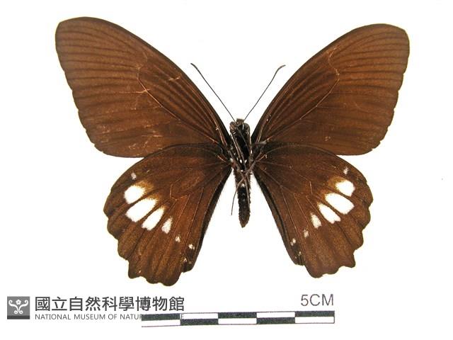 無尾白紋鳳蝶藏品圖，第2張