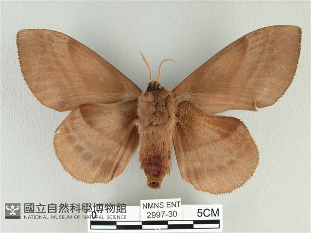 松大毛蟲藏品圖，第2張