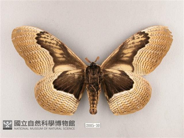 枯球籮紋蛾藏品圖，第2張