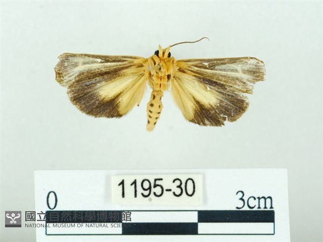 黃肩奇蛾藏品圖，第2張