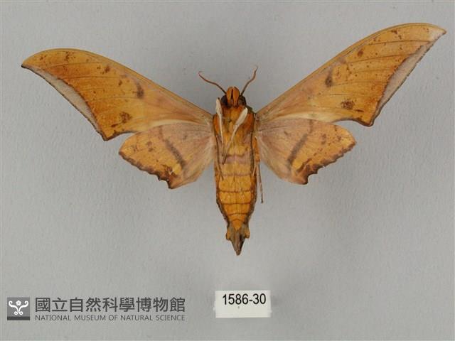 裂斑鷹翅天蛾藏品圖，第2張