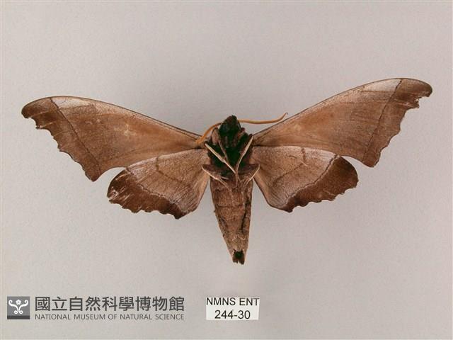 齒翅三線天蛾藏品圖，第2張