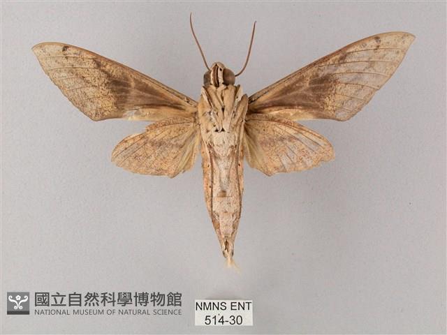 間斷斜紋天蛾藏品圖，第2張