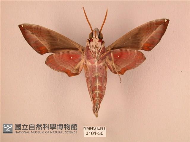 暗綠白腰天蛾藏品圖，第2張