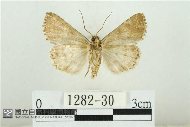 白斑散紋夜蛾藏品圖，第2張