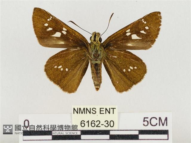 奇萊禪弄蝶藏品圖，第2張