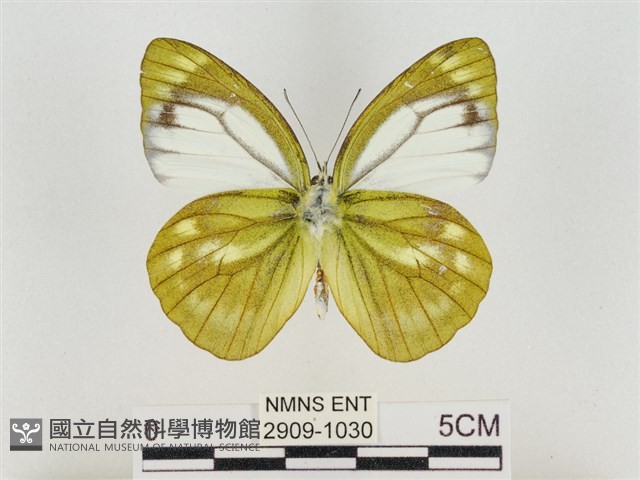 淡褐脈粉蝶藏品圖，第2張