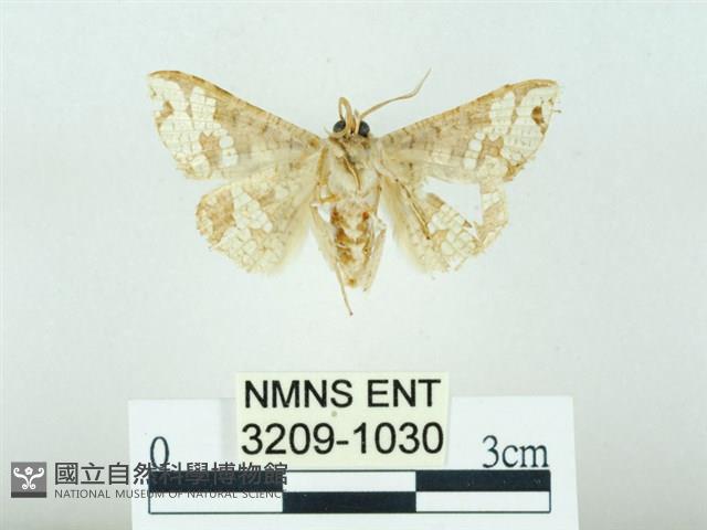 琉球雲紋網蛾藏品圖，第2張