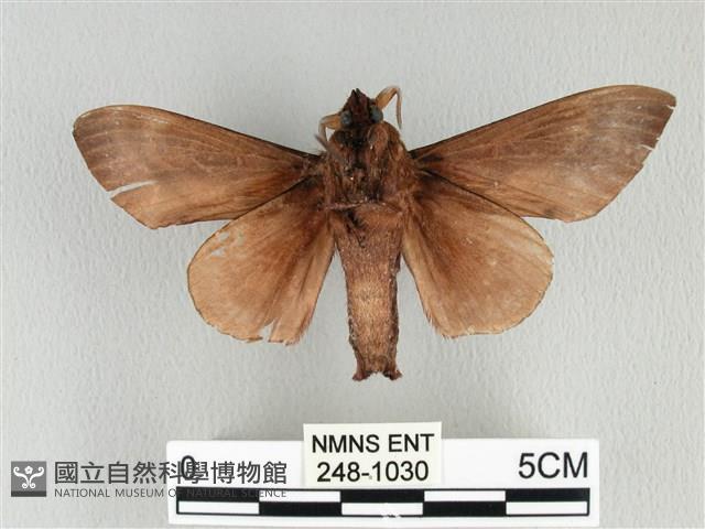 大褐斑枯葉蛾藏品圖，第2張