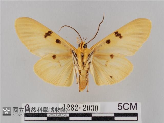 橙擬燈蛾藏品圖，第2張