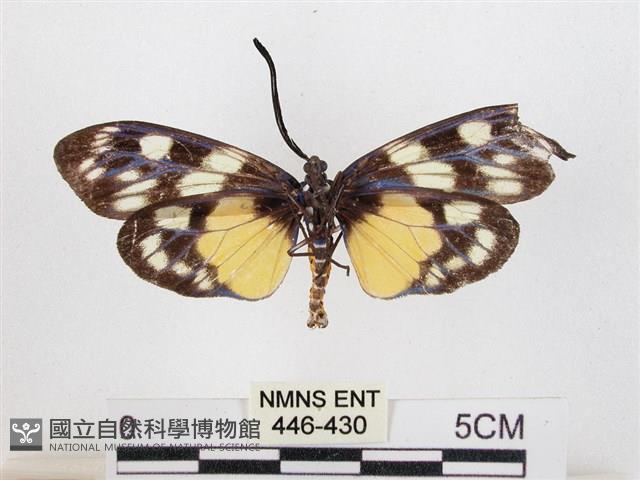 蓬萊茶斑蛾藏品圖，第2張