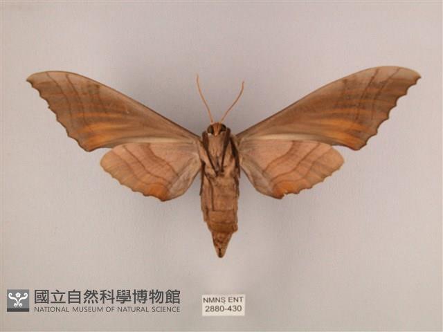 栗六點天蛾藏品圖，第2張