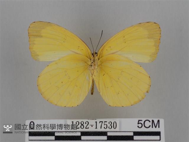 亮色黃蝶藏品圖，第2張