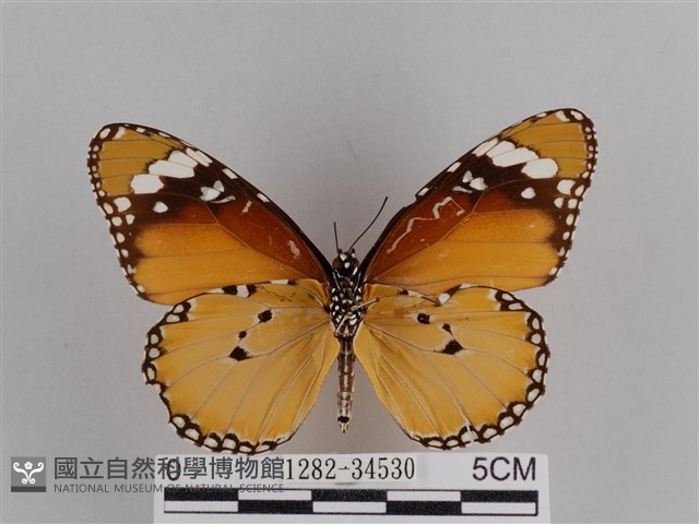 樺斑蝶藏品圖，第2張