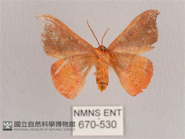 銀端帶鉤蛾藏品圖，第2張
