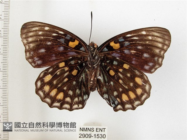 燦蛺蝶藏品圖，第2張