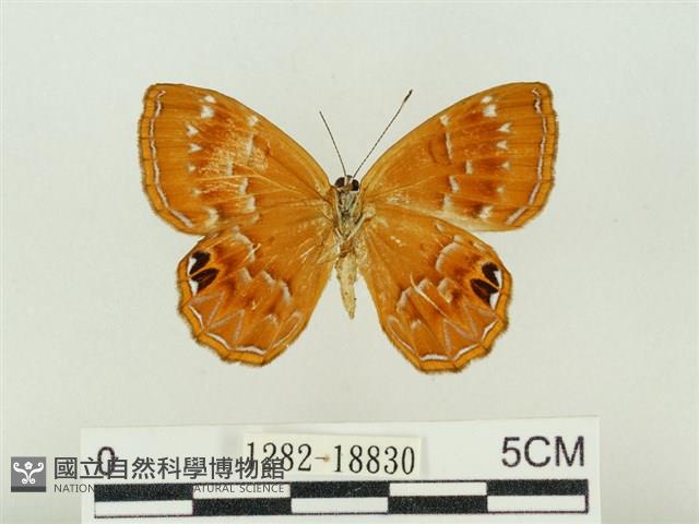 白點褐蜆蝶藏品圖，第2張