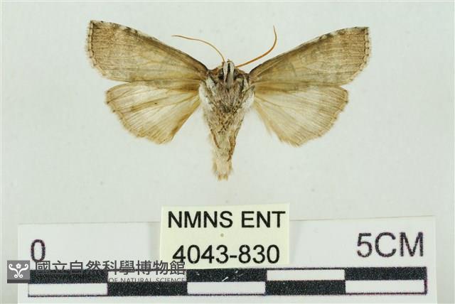 帶波紋蛾藏品圖，第2張