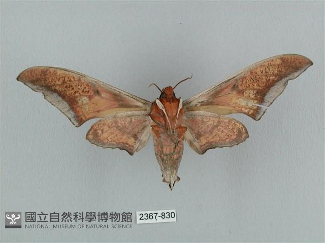 黑帶鷹翅天蛾藏品圖，第2張