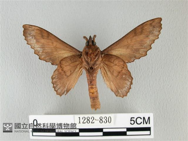 鋸緣枯葉蛾藏品圖，第2張