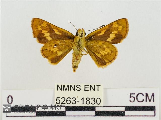 蓬萊黃斑弄蝶藏品圖，第2張