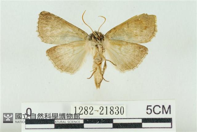 基黑新波紋蛾藏品圖，第2張