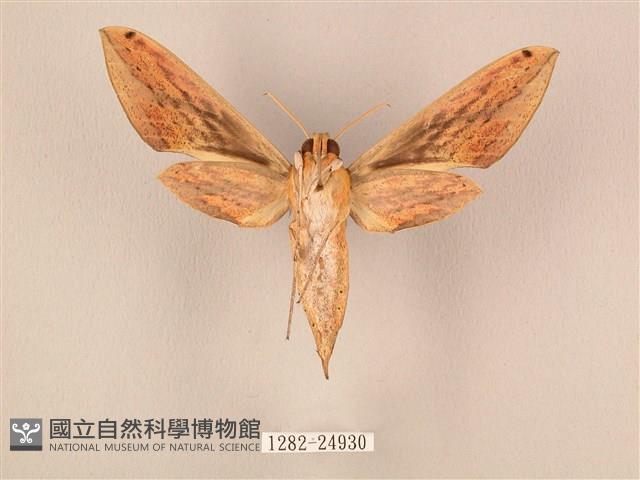 棕綠背線天蛾藏品圖，第2張