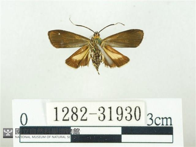 叉紋閃舞蛾藏品圖，第2張