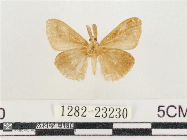 小白紋毒蛾藏品圖，第2張