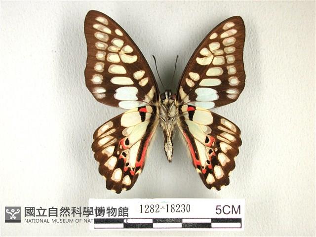 木蘭青鳳蝶藏品圖，第2張