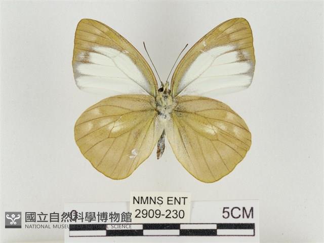 淡褐脈粉蝶藏品圖，第2張