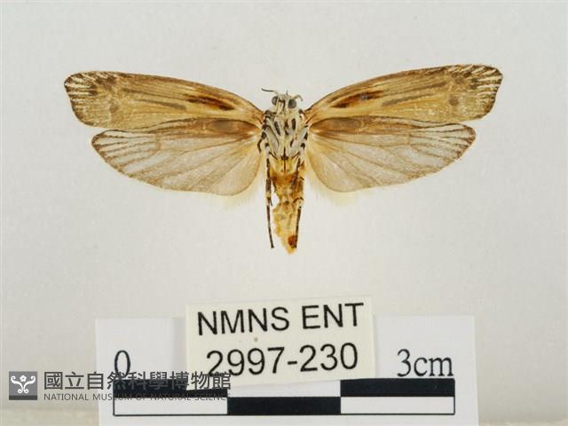 線紋篩蛾藏品圖，第2張