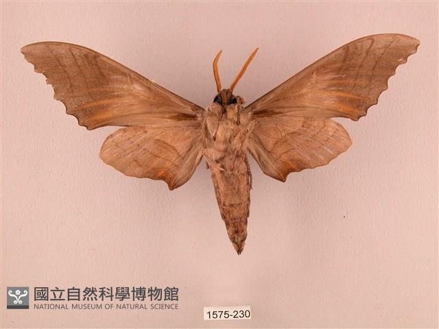 栗六點天蛾藏品圖，第2張