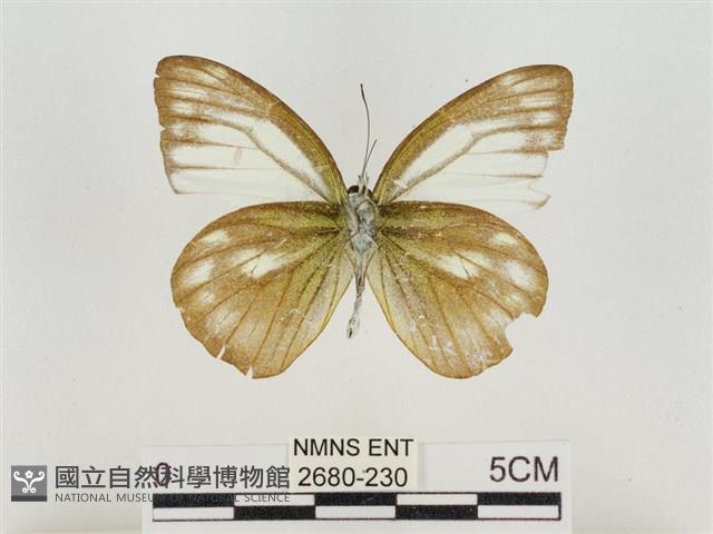 淡褐脈粉蝶藏品圖，第2張