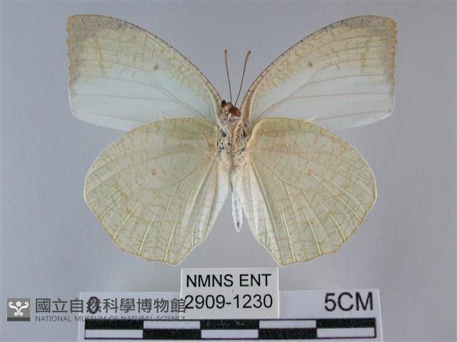 細波遷粉蝶藏品圖，第2張