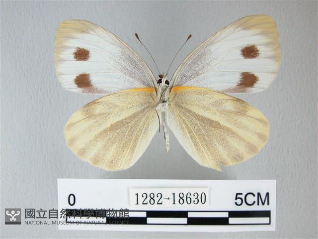 緣點白粉蝶藏品圖，第2張
