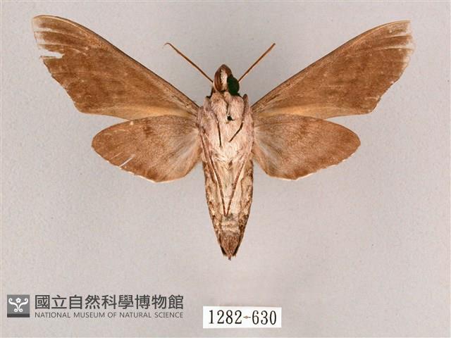 細斜紋霜天蛾藏品圖，第2張