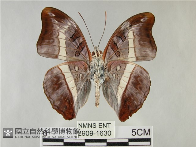 紫俳線蛺蝶藏品圖，第2張