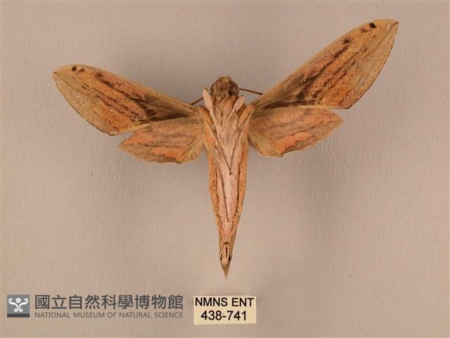 棕綠背線天蛾藏品圖，第2張