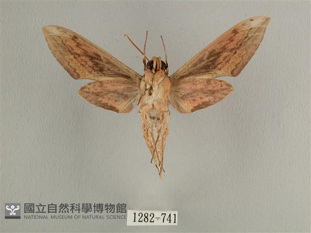 背線天蛾藏品圖，第2張