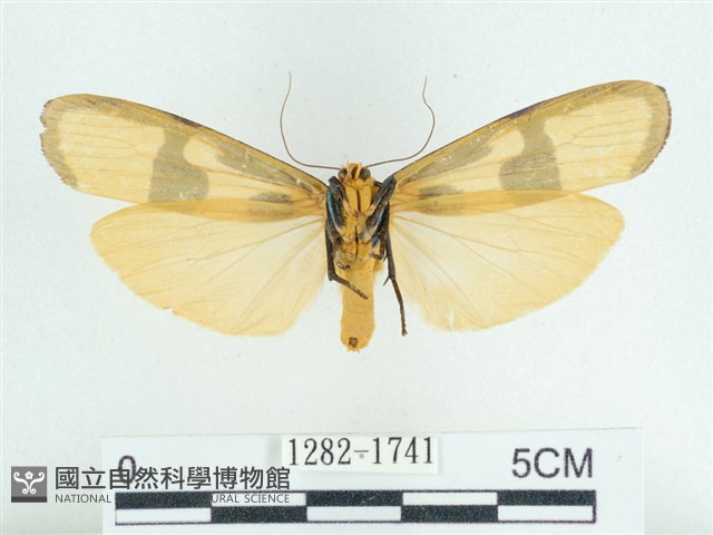 閃光苔蛾藏品圖，第2張