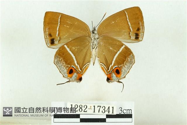 清金翠灰蝶藏品圖，第2張