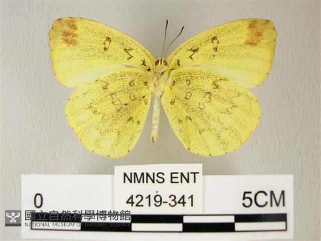 荷氏黃蝶藏品圖，第2張
