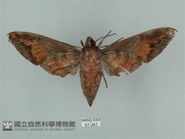 全緣缺角天蛾藏品圖，第2張