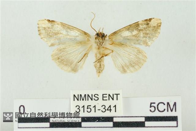 連珠波紋蛾藏品圖，第2張