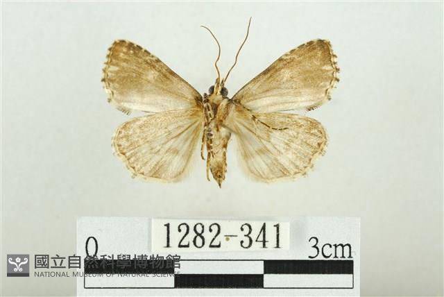 白斑散紋夜蛾藏品圖，第2張