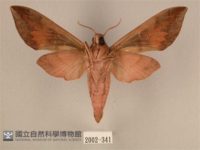 背中白天蛾藏品圖，第2張