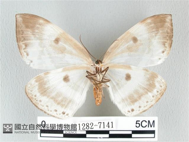 圓翅大鉤蛾藏品圖，第2張