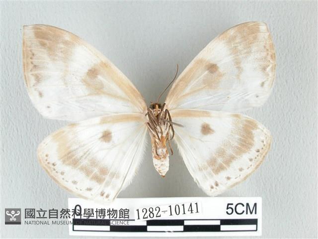 圓翅大鉤蛾藏品圖，第2張